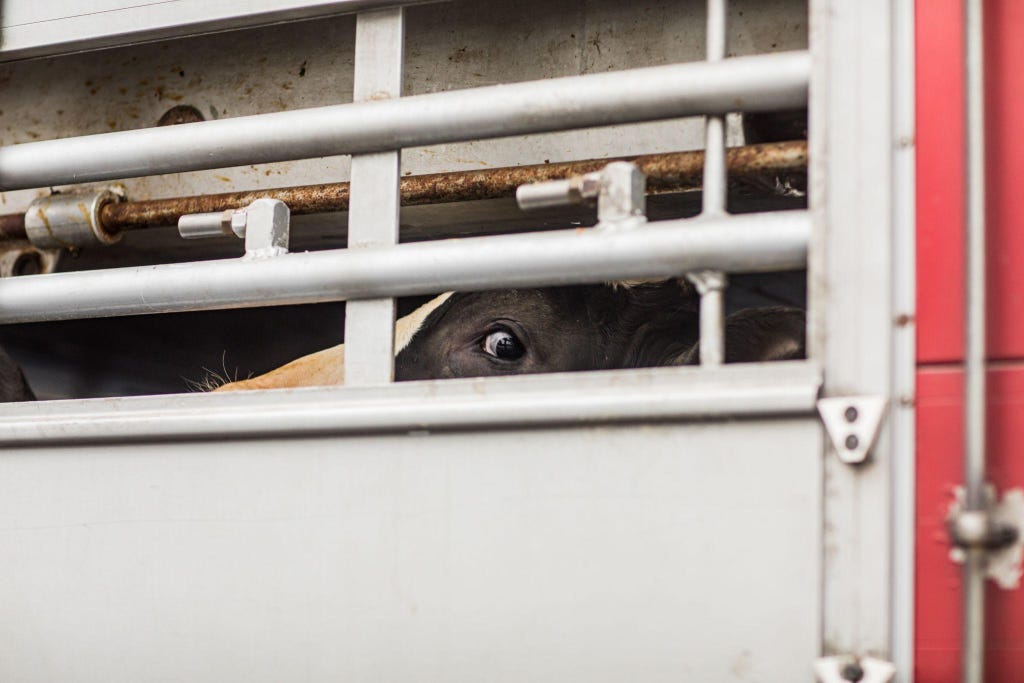 A terrified cow looks through an opening from the inside of a transport truck arriving at a Dutch slaughterhouse. A terrified cow looks through an opening from the inside of a transport truck arriving at a Dutch slaughterhouse.