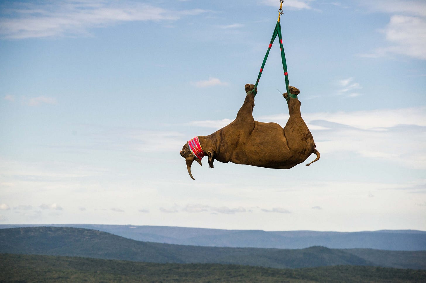 Rhino airlifted by helicopter in incredible pics in South Africa | Metro  News