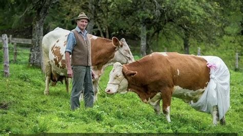 Wyoming Ranchers Unlikely To Follow French Company And Put Diapers ...