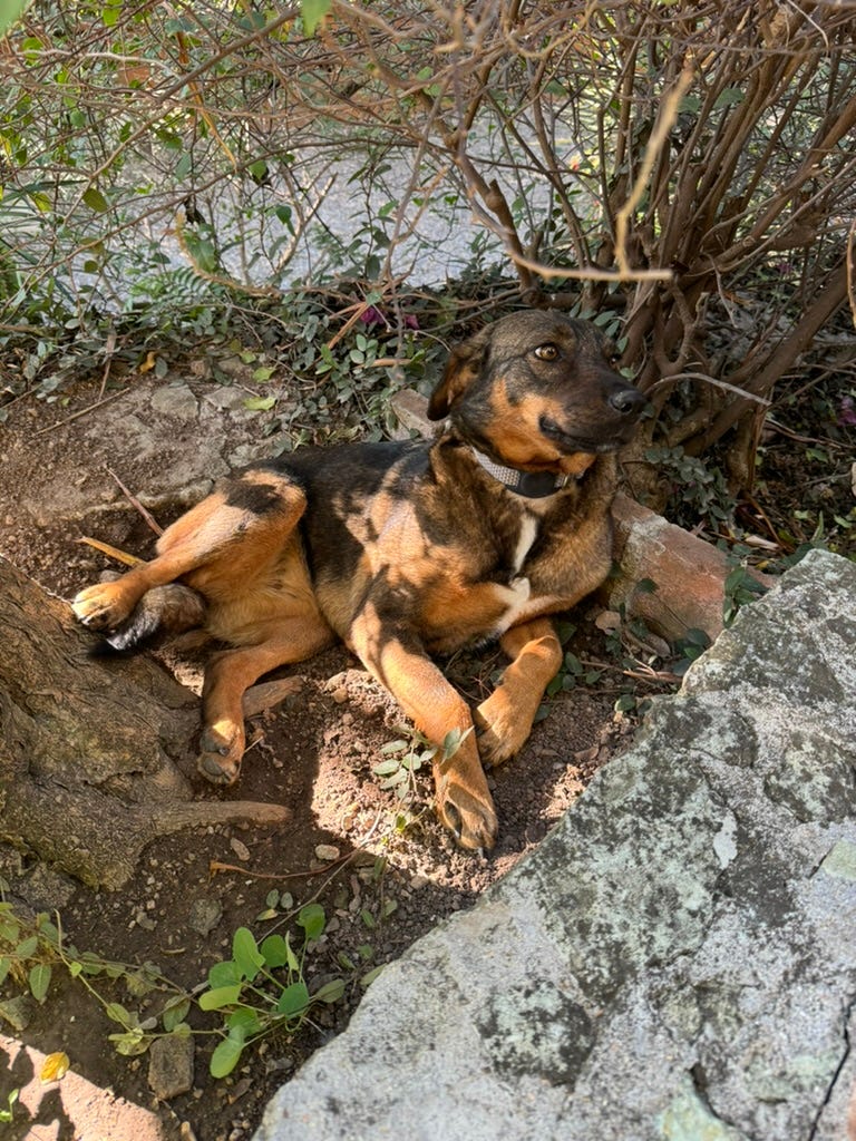 Our dog Tigre sitting in a hole she dug under a bush.