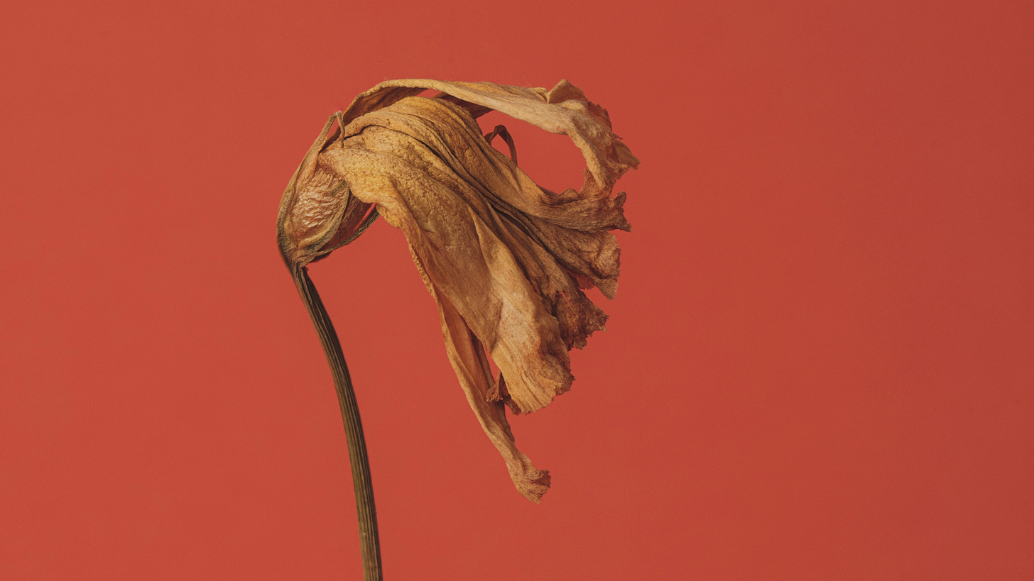 A dried-out flower on a crimson background.
