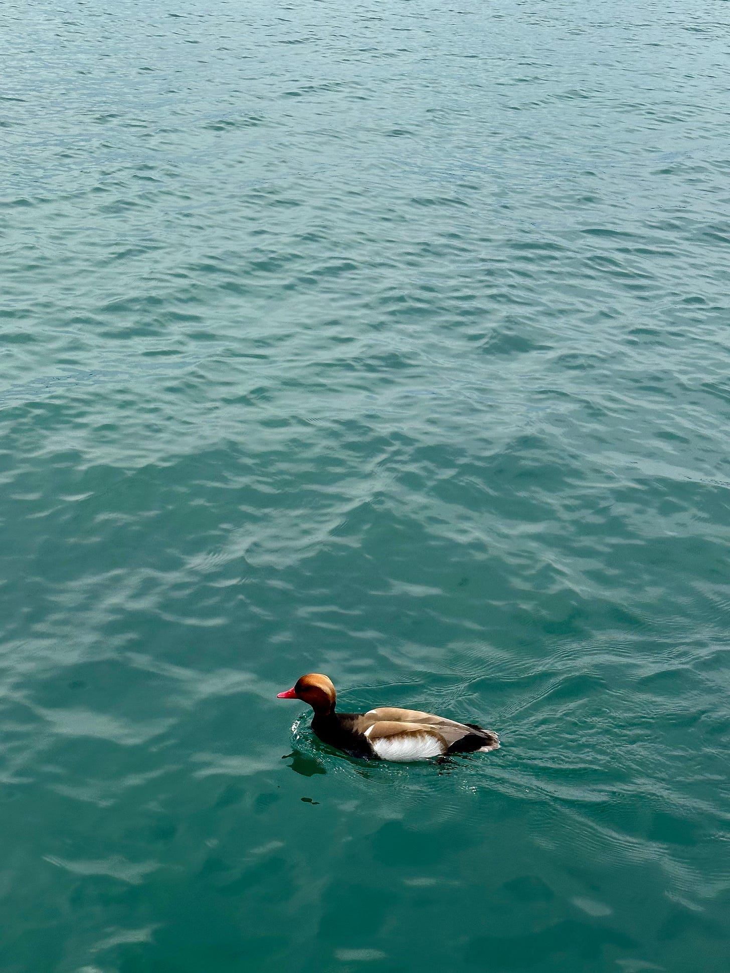 A happy little red-crested pochard swimming in a blue-green fresh water lake.