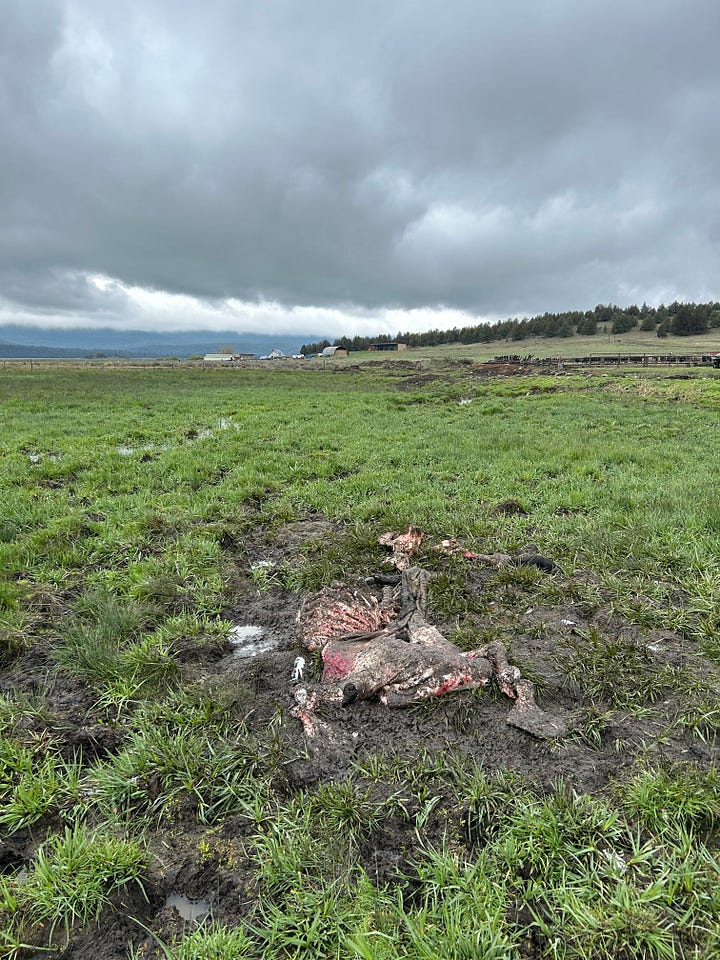 Night photo of a wolf and the remains of a wolf kill on Dixie Creek Ranch. Manager Jessica Vigil says there were five confirmed yearlings killed by wolves in a single month last fall, and more that were found too late to be confirmed. Photos courtesy Jessica Vigil