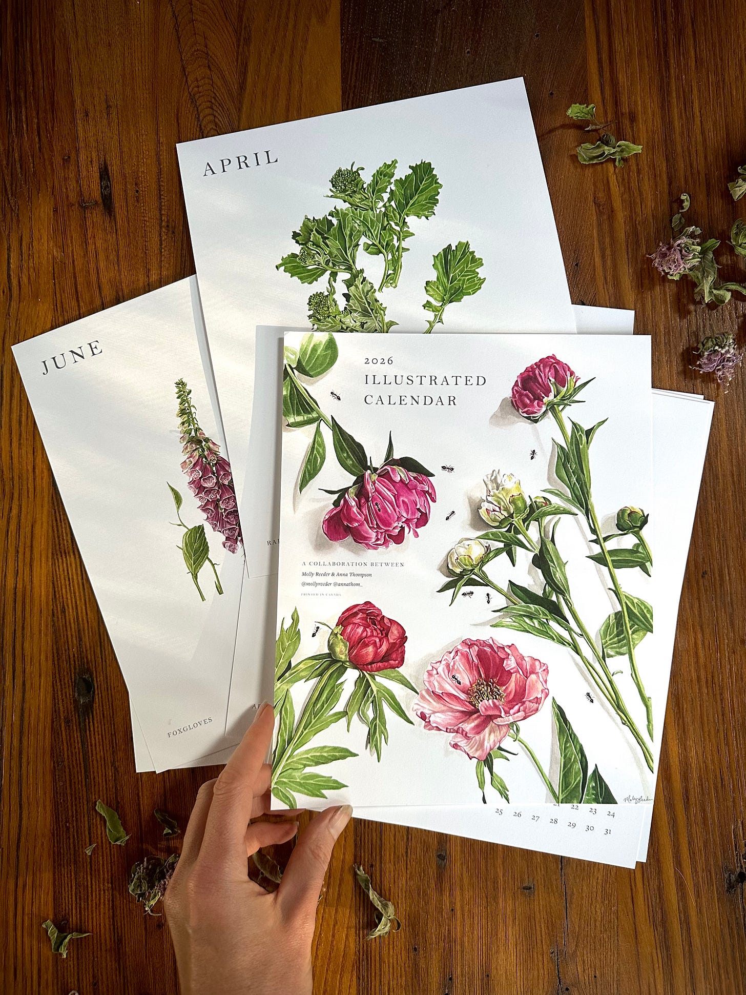 An image of some calendar pages spread out on a wooden surface, the cover page featuring a painting of peonies and ants, that says 2026 Illustrated Calendar. The pages of april and june peak out from below with little glimpses of artwork of foxgloves and rapini. Scattered dried flowers sit next to the calendar on the wood surface and a hand reaches in touching the cover page from the bottom of the frame. 