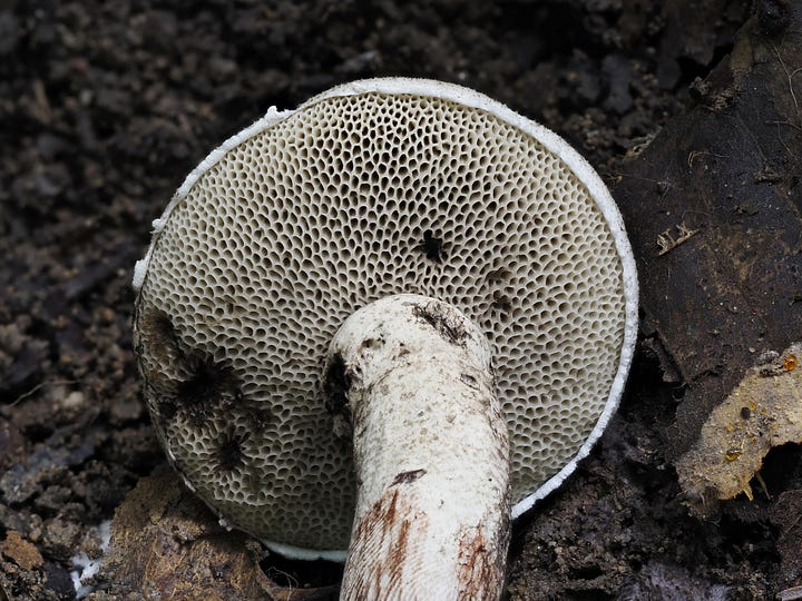 red staining bolete
