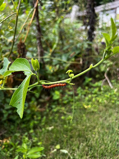 Images from the birmingham botanical gardens