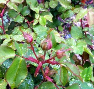 rose buds shhhh, we're working on something good inside over here