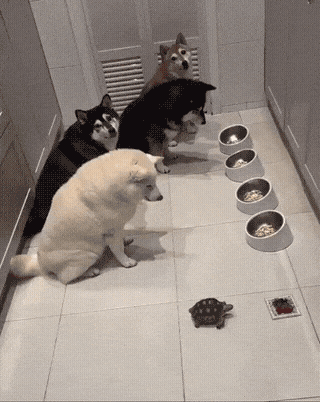 Patience is a virtue GIF – Trending GIF on GifVif