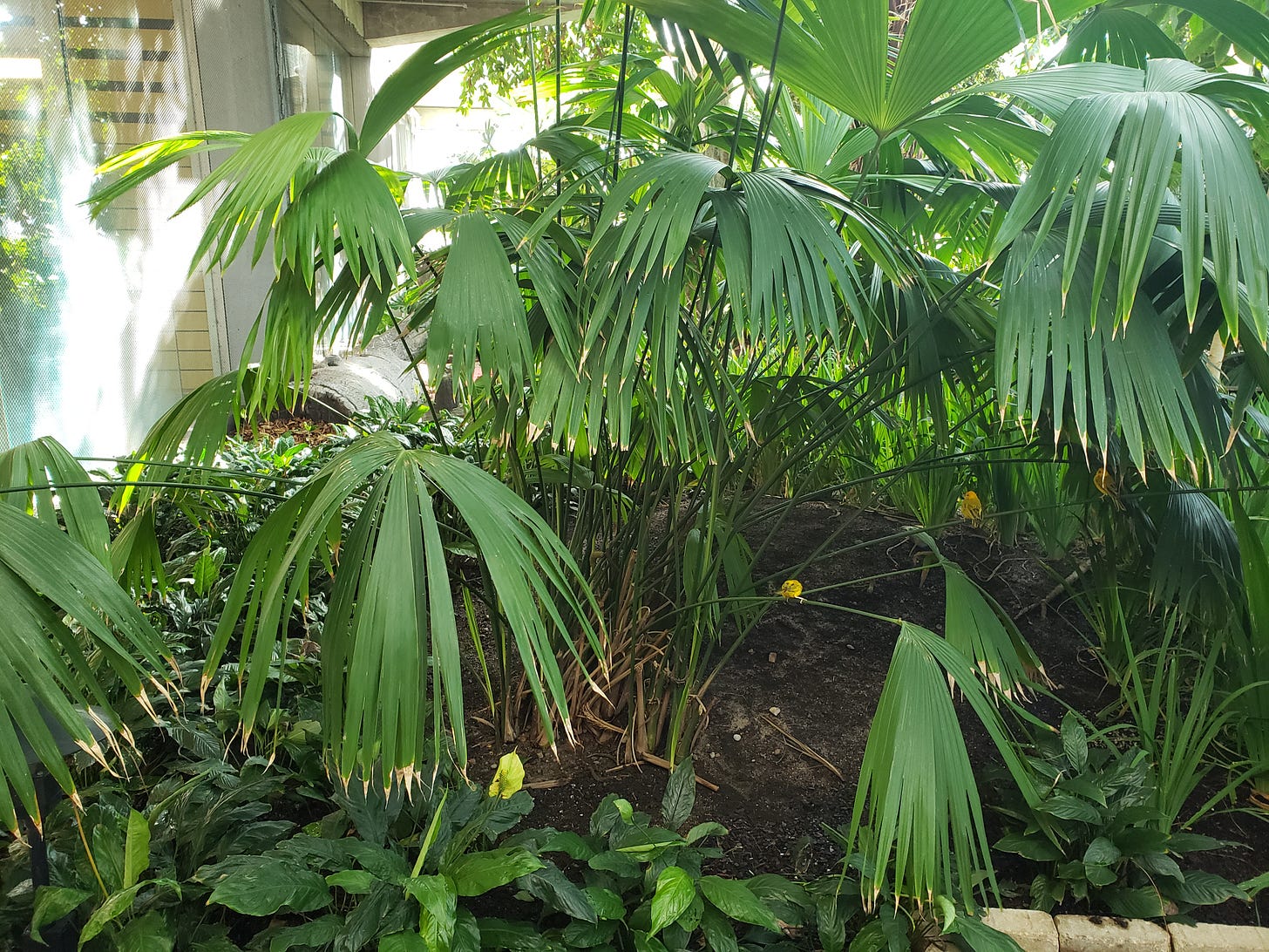 More yellow birds hanging out indoors under the leaves in the Tropical Encounters Exhibit at Como. More yellow birds hanging out indoors under the leaves in the Tropical Encounters Exhibit at Como.