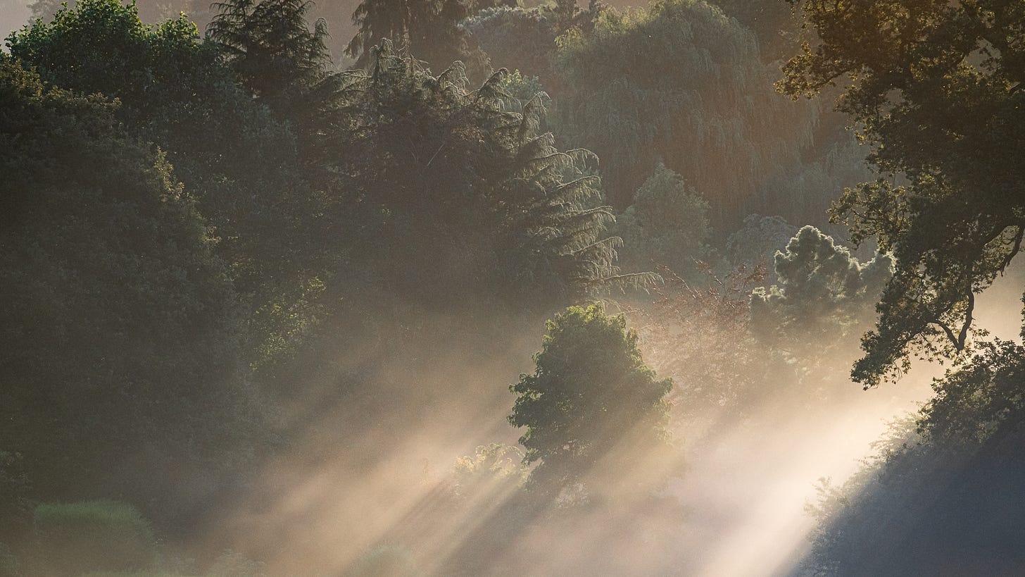 Morning light in Dawlish Park Morning light in Dawlish Park