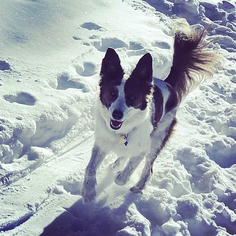 a border collie mixed breed dog in three photos - one sitting by a pot of flowers, one running in the snow, and one running with a large stick in her mouth