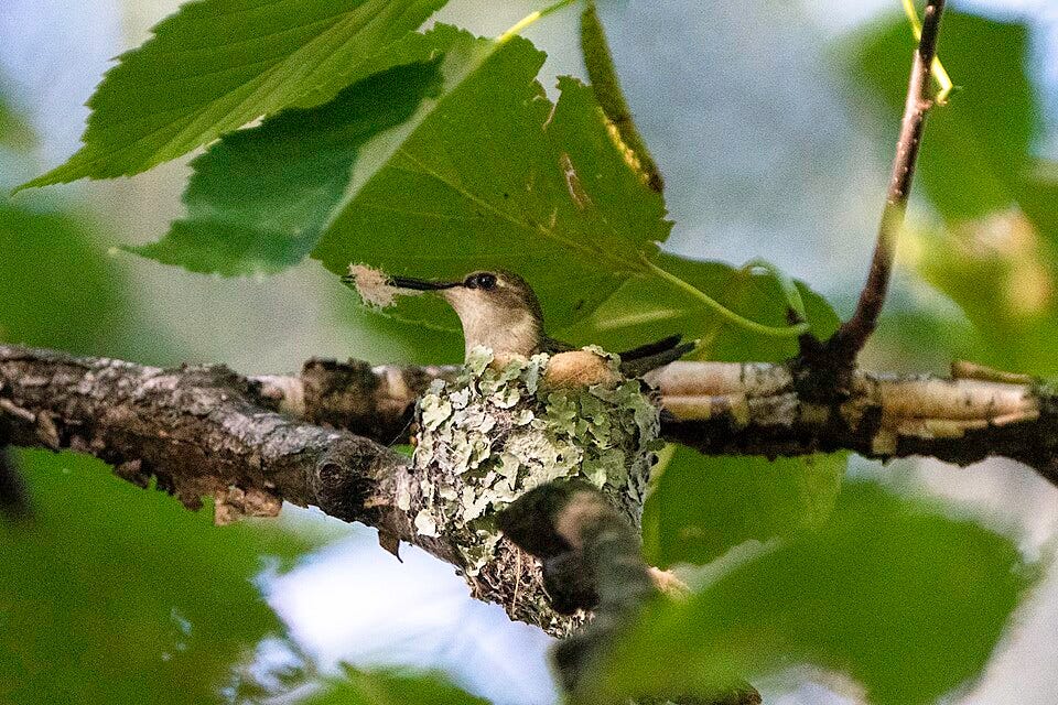 File:Ruby-throated hummingbird on nest 03.jpg
