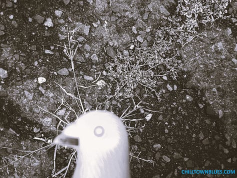 Chilltown Blues Photos: From top left to right, the Chilltown Blue Pigeon at a bird's eye view via a kind of widescreen, walking on cement path with a few petals strewn over it; pigeon in foreground at left, looking at Kei Ito's "Riddle of Peace and War," which alternates between the two lines: wwho will be the next sacrifice for the peace" and "who will be the next sacrifice for the war"; third in top row: Black and white image of pigeon head (figurine) in front of plant growth that looks like it's springing from its head coming from a gravely surface. Middle row, first from left: blue-gray pigeon figurine (with black-striped wing) adjacent to faded blue fire hydrant; center, bust of pigeon figurine, with small hole in neck, in front of nighttime landscape wherein a Christmas tree is across street, with green lights and a section along bottom missing as such; at right, silhouettle of pigeon figurine as two beige globe lanterns loom above in background on gray day; bottom left, black and white of pigeon figurine against large scattered leaves, all in grayscale;  cernter, pigeon figure looks in direction of tree as JC building looms in background; pigeon figurine in foreground as mid-ground has stop sign with "FU" grafitti on it, all in dark grayscale.