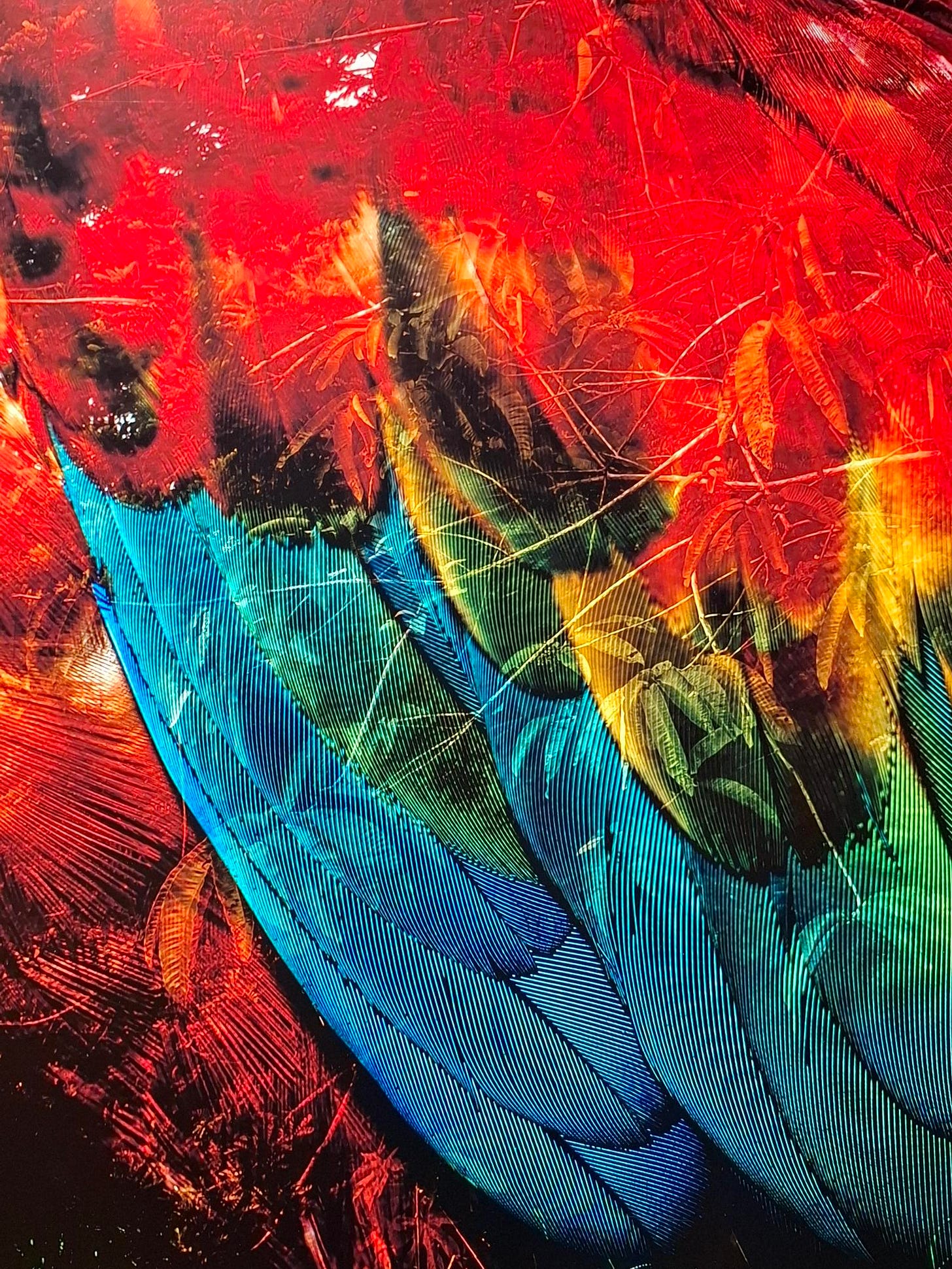 A close up of a parrot wing, from the excellent Amazonias exhibition at the CCCB