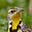 Meadowlark's avatar