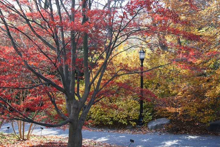 oak leaves | Rosemary's Blog