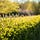 Notes from the Hedgerow