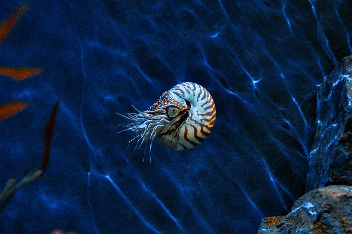A colorful shrimp