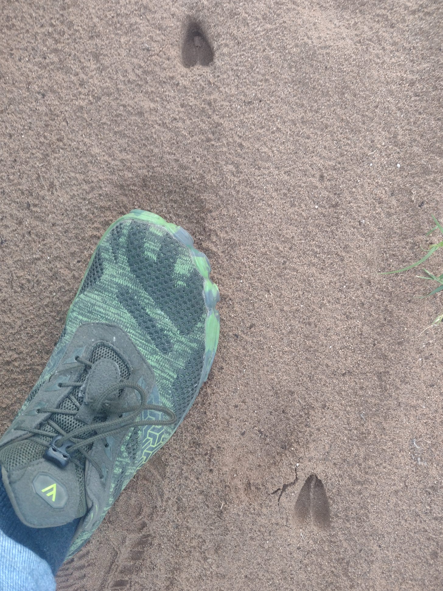 Cape Grysbok tracks