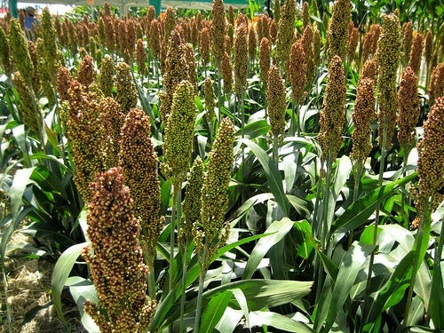 What is Sorghum, and How Is It Used? What is Sorghum, and How Is It Used?