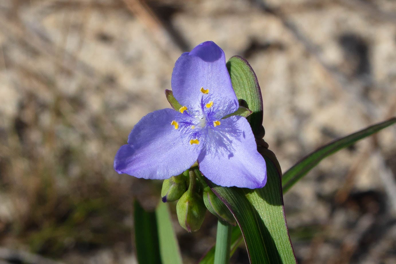 Close-up of triangular flower with three almost triangular petals, all of a pale, vibrant violet-blue. In the center are fuzzy darker violet-blue stamens and bright yellow anthers.