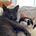 Cats Of Substack