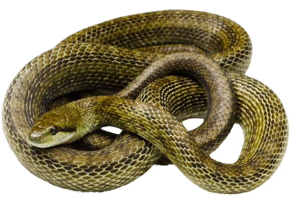 Japanese Ratsnake - ReptiChip LLC