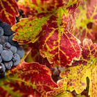 Wine Chronicles: Napa’s Unexpected Rival