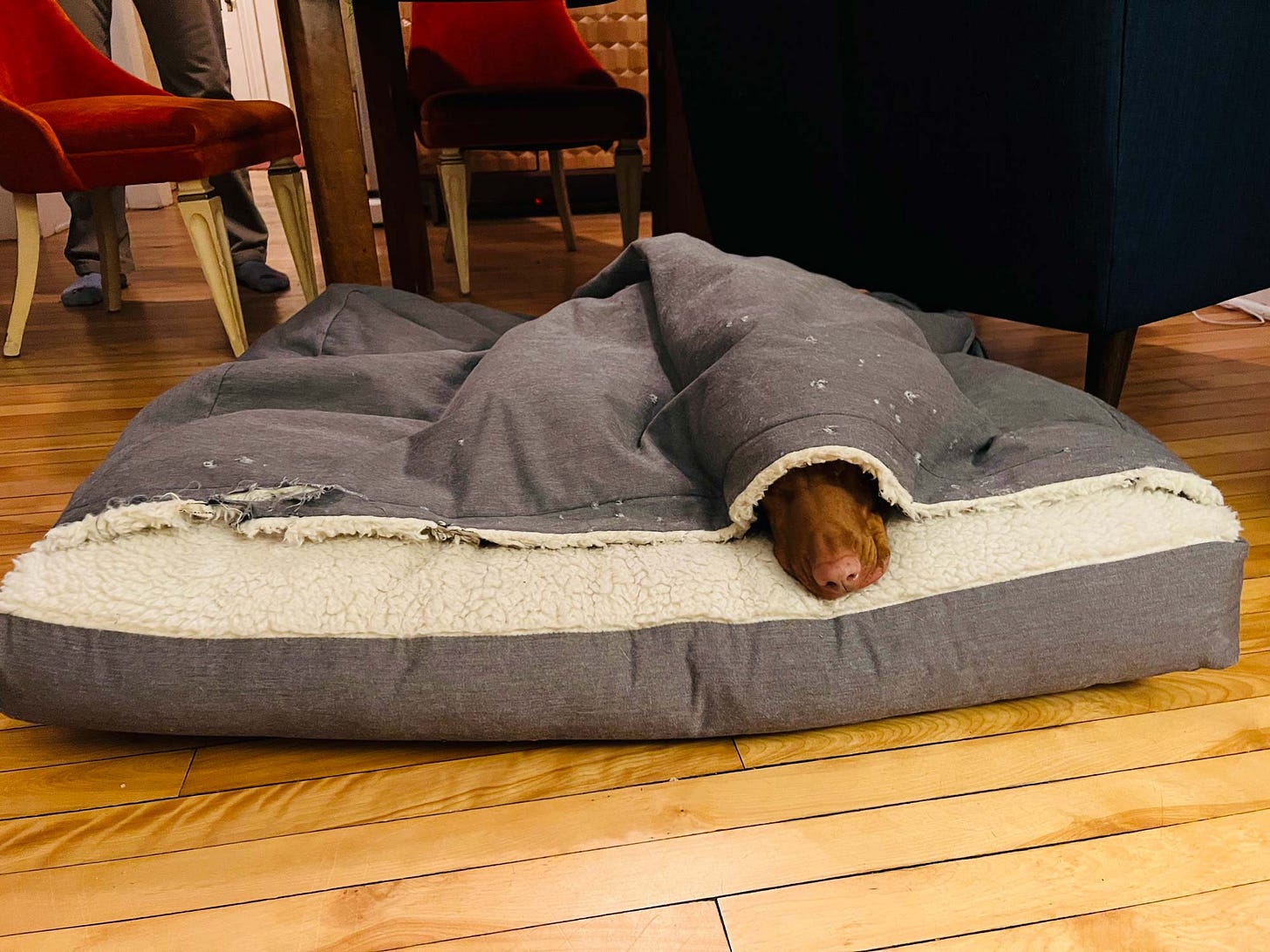 Lief, the one-eyed Visla, cuddles up on his doggy bed covered by a blanket. 