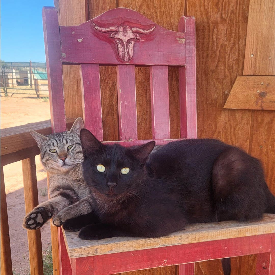 A gray tabby cat and a black cat sit on a read chair with a long horn skull illustration on it