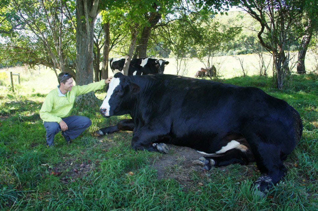 His name is Thunder. For good reason! A huge, friendly steer. His name is Thunder. For good reason! A huge, friendly steer.