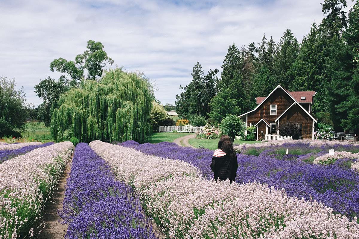 Lavender farm, sequin, WA