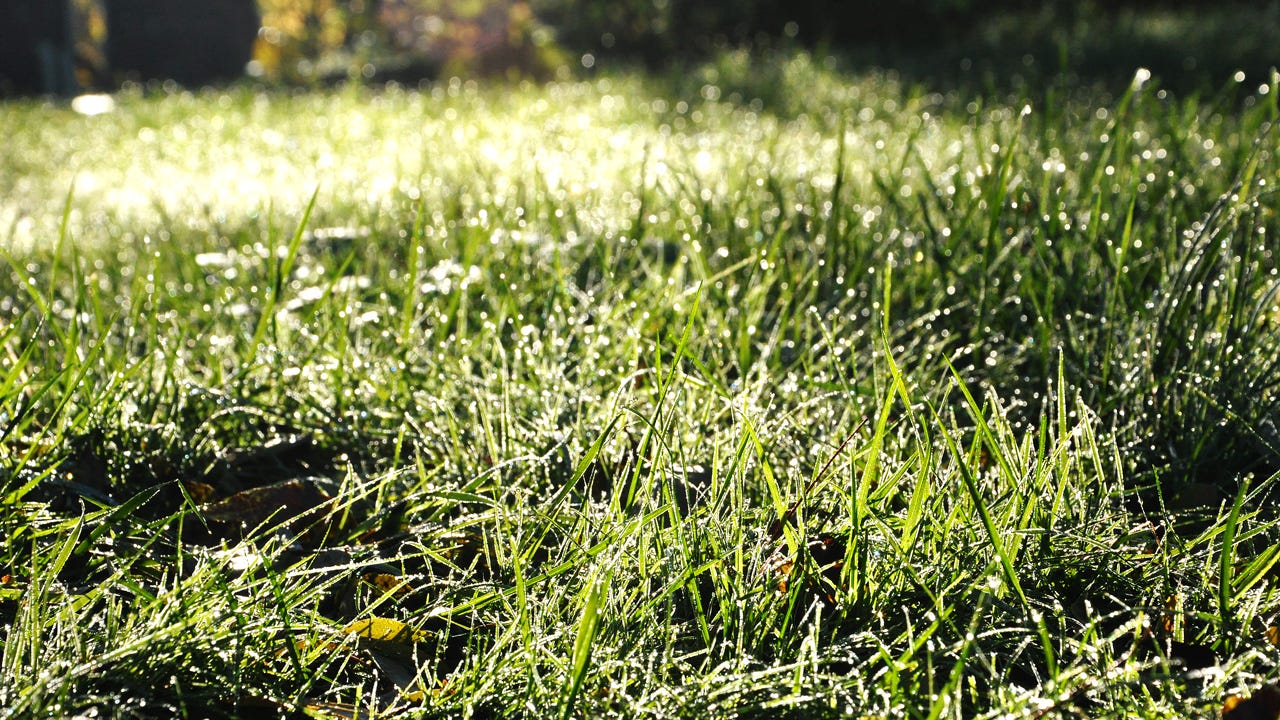 The Beaver Moon Knows. The Dewdrop Knows. Do You?