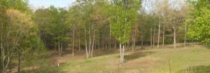 Frank Wilson's Pasture photo