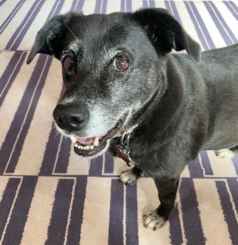 Black dog smiling up at camera