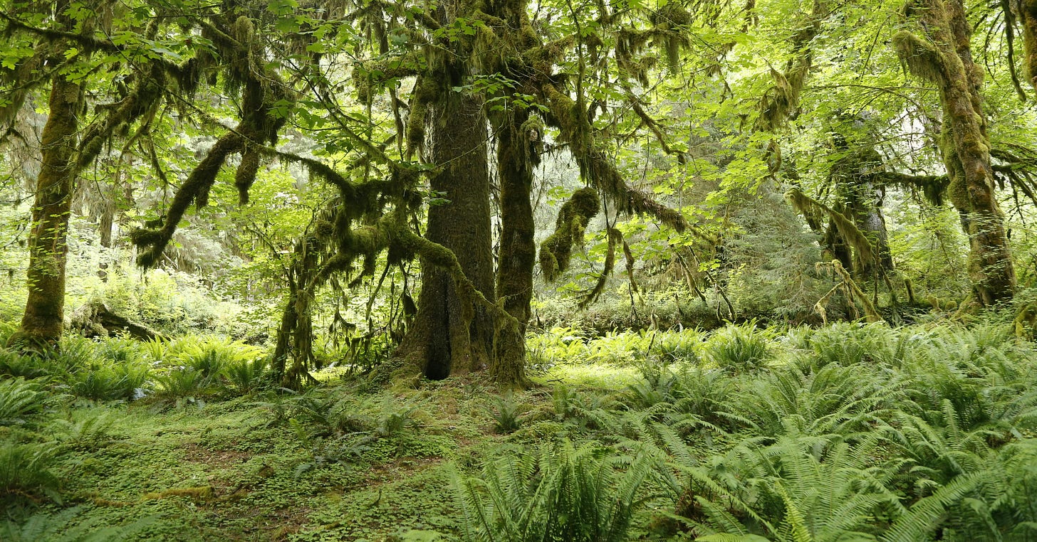  A vibrant, green rainforest filled with moss-covered trees, ferns, and dappled sunlight filtering through dense foliage.