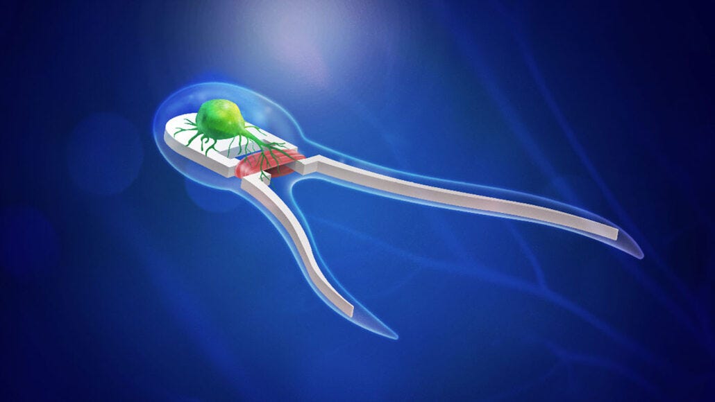 Robots made of cells blur the line between creature and machine | Science  News for Students