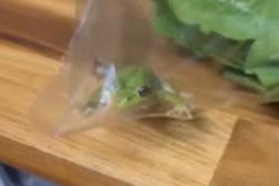 Live frog found inside bag of lettuce from grocery store Live frog found inside bag of lettuce from grocery store