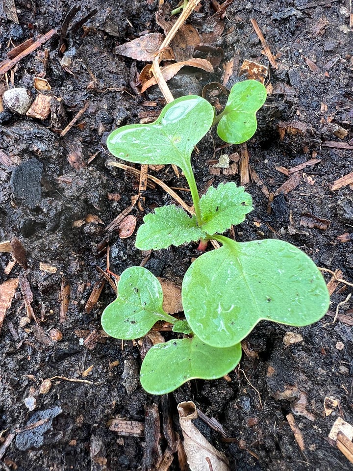 Community garden plot planted on 1 April 2024