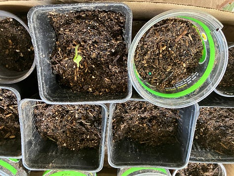 Pumpkins, tomatoes, sunflowers, peppers, and other seeds growing in pots