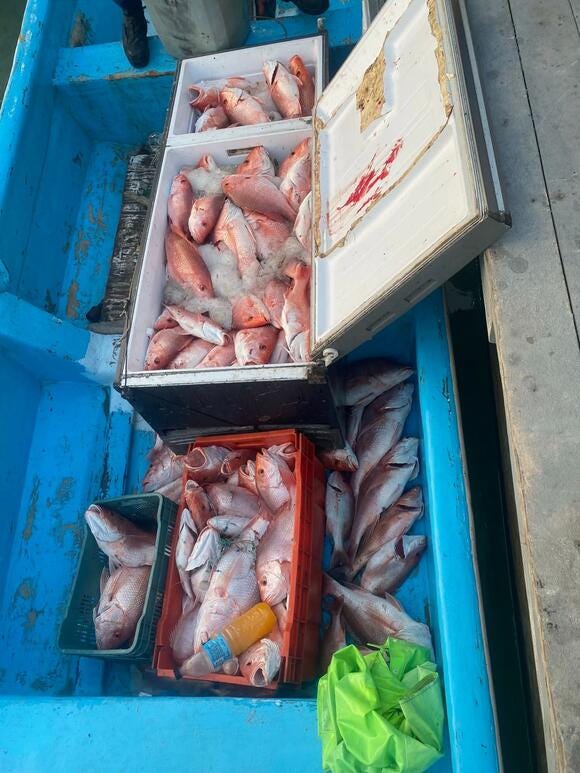 Illegally caught Red Snapper aboard a Mexican lancha