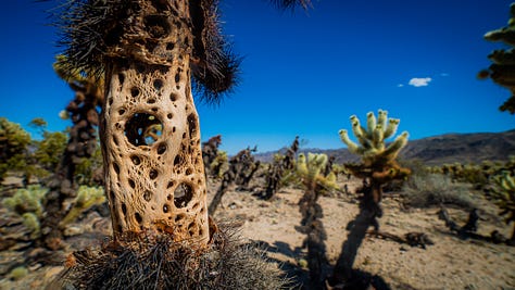 Images of landscapes within Joshua Tree National Park