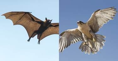 Convergent evolution explained with 13 examples | Natural History Museum
