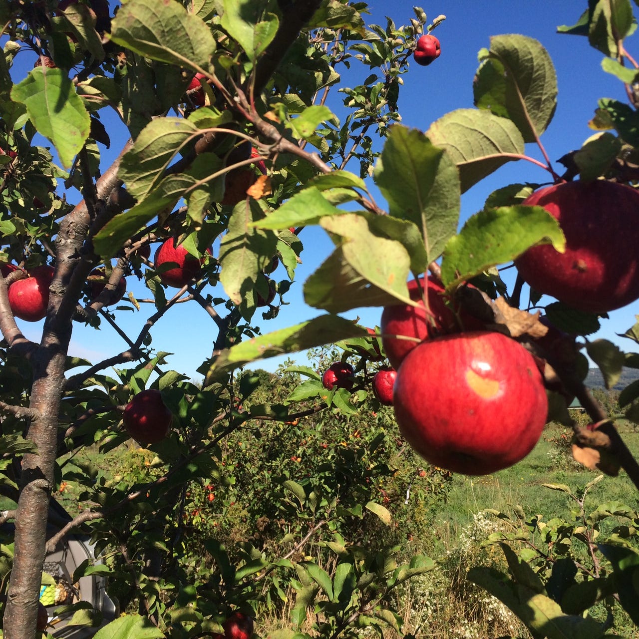 Artwork for Radical Pomology!