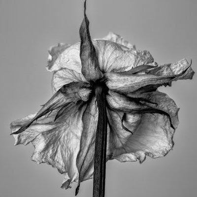 meaning unfolds