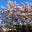 Lisa's avatar