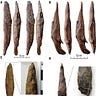 Anthropology.net