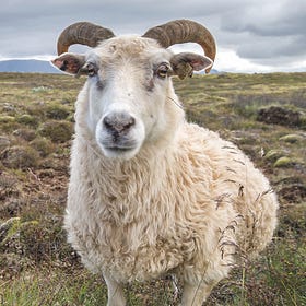 Make America Functional Again