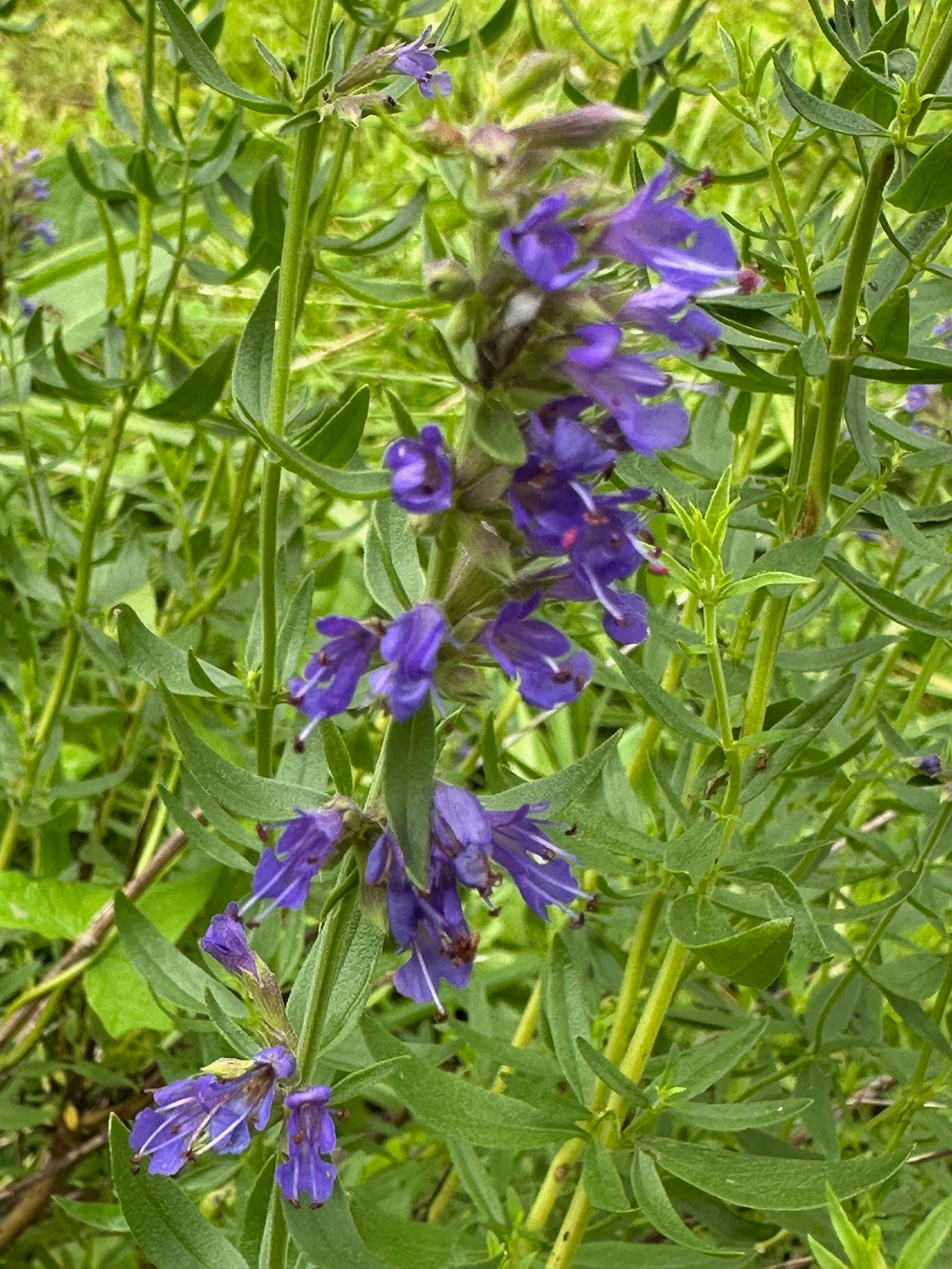 Hyssopus officinalis  leaves and blooms.  The official medicinal plant.