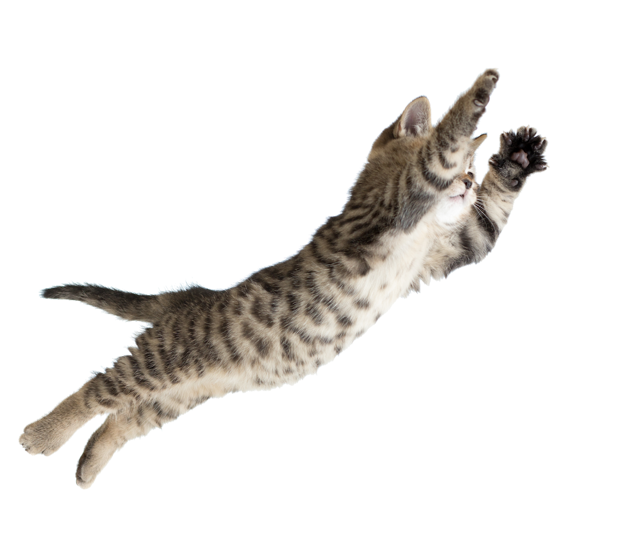 Kitten jumping, fully stretched body